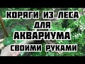 Как найти коряги для аквариума в лесу