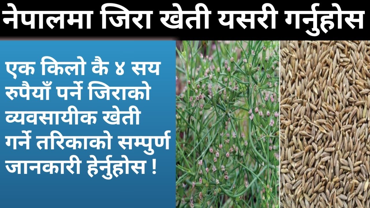 जिरा खेती प्रविधि Cumin Cultivation Technique In Nepal Krishi