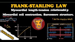 FRANK-STARLING LAW. Myocardial length-tension relationship. Sarcomere structure.