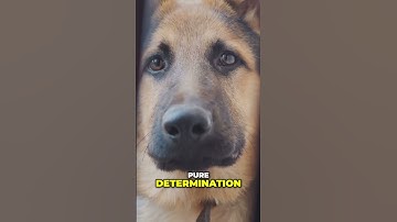 How Dogs Outsmart Us: Escaping Backyard Fences