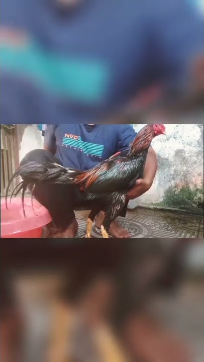 ngelus ayam petarung#shorts