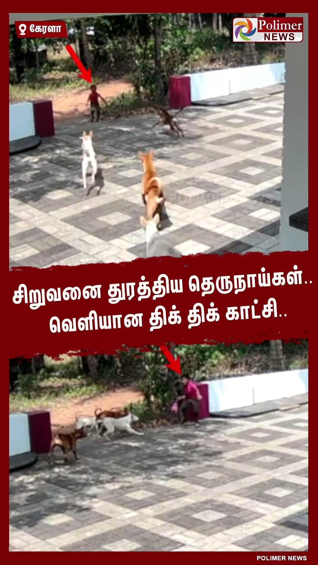 சிறுவனை துரத்திய தெருநாய்கள்.. வெளியான திக் திக் காட்சி..#shorts | #dog | #cctv