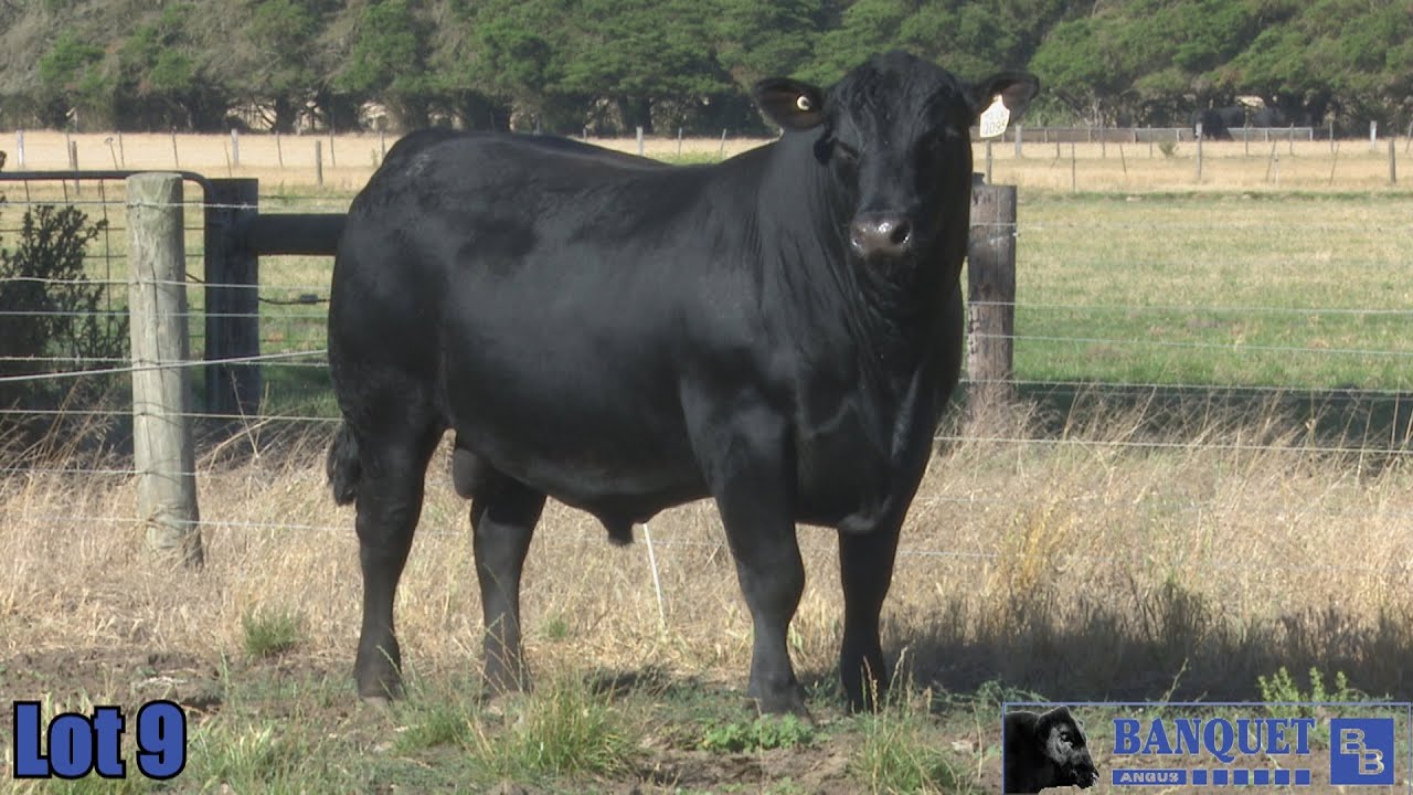 Lot 9 - BANQUET QUINSY Q095 