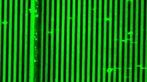 PBMCs flowing through ApoStream, repulsed by negative DEP force