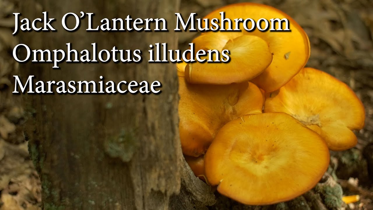 What Happens If You Eat A Jack O Lantern Mushroom Forest Wildlife