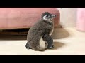 友達がペンギンの赤ちゃんを飼い始めた