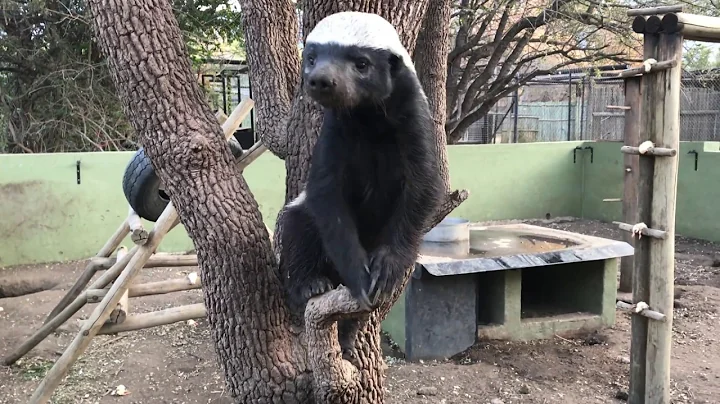 Honey Badger Stoffel and his son Stompy, Moholohol...