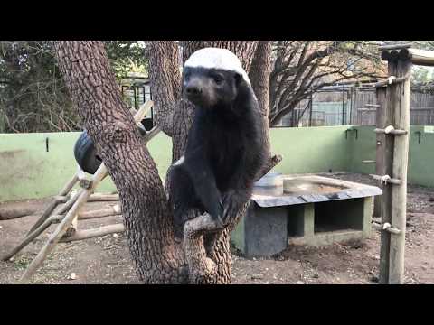 Honey Badger Stoffel and his son Stompy, Moholoholo Animal Rehabilitation Centre, 2017