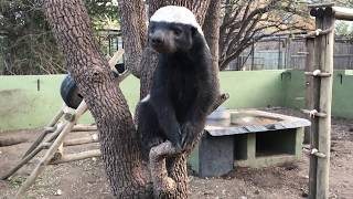 Honey Badger Stoffel and his son Stompy, Moholoholo Animal Rehabilitation Centre, 2017