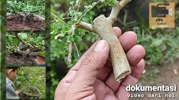 Membuat bonsai Sancang dari nol, sampai sold out
