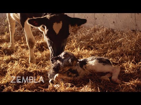 Video: Mechanismen voor de transformatie van de massacultuur. Afleiding van moraliteit