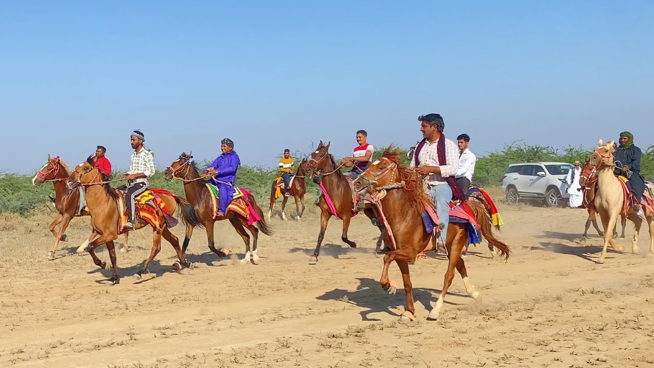 Horse Rewal Chal Racing в Векрии Ранне 2023