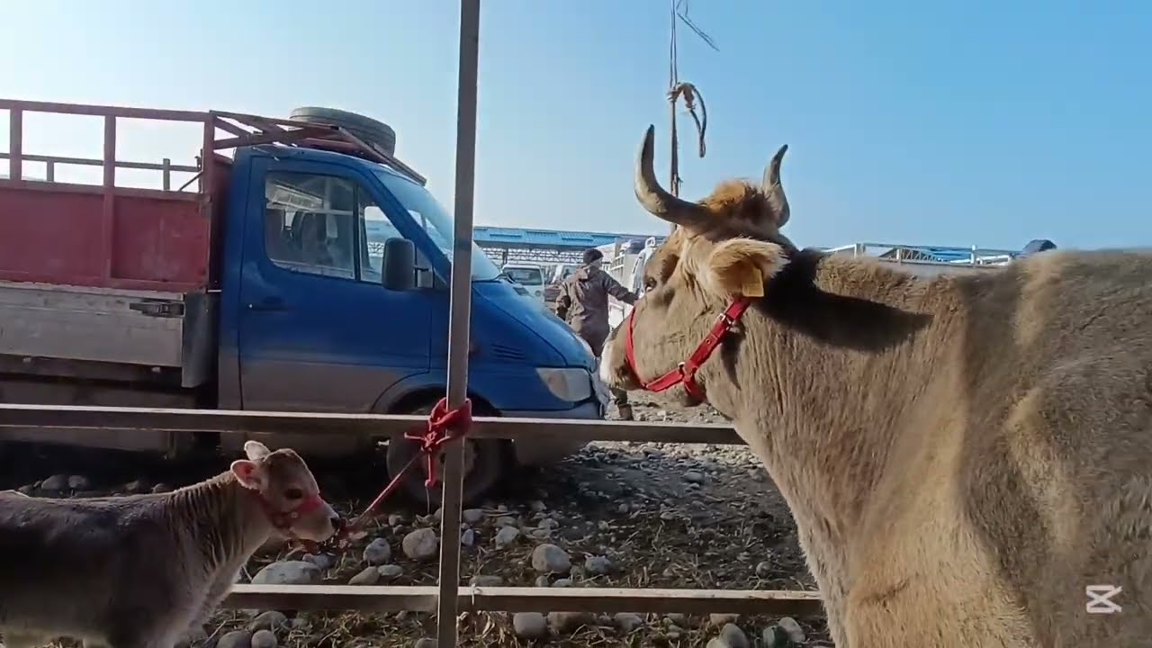 СОКУЛУК МАЛ БАЗАРЫ 7-МАРТ 2026ж СААН УЙЛАР 