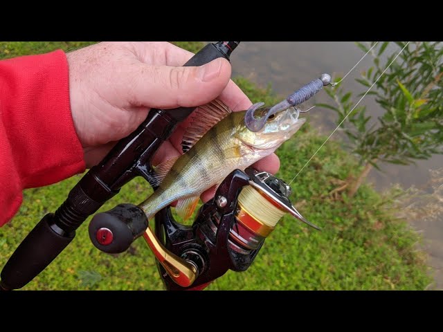 Fishing for European Perch in Australia - (Redfin Perch) 