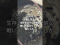 エアガンで出張蜂の巣駆除した蜂の巣が復活