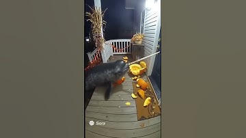 Narwhal DESTROYS porch! 🎃