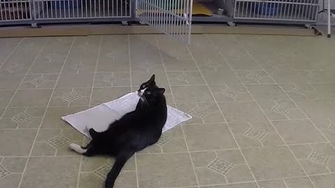 4. How to get a behavior: Capturing