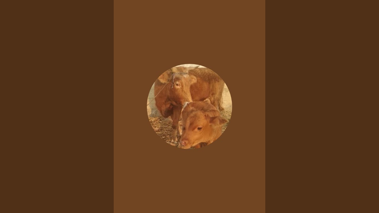 Orzudagi chorva  в прямом эфире!914961995