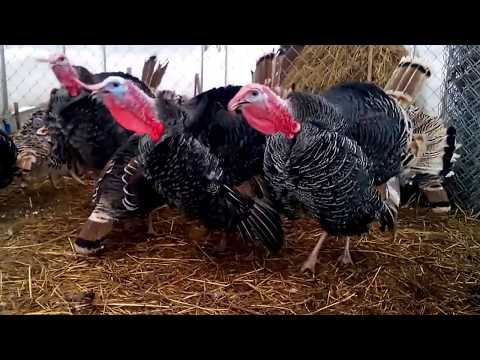 VERY FUNNY turkeys!! Mating dance of the turkeys. Turkeys voice