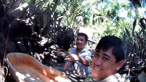 Đầu năm tát mương bắt tôm càng xanh trúng mánh toàn hàng khủng Gia đình Bến Tre