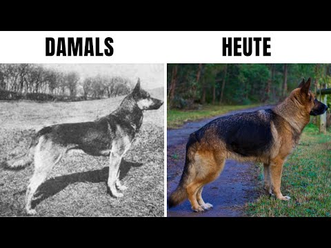 Video: Arten der deutschen Schäferhunde: Ein Leitfaden für Hunderasse Variationen