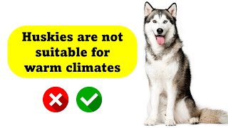 10 Siberian Husky Myths Debunked