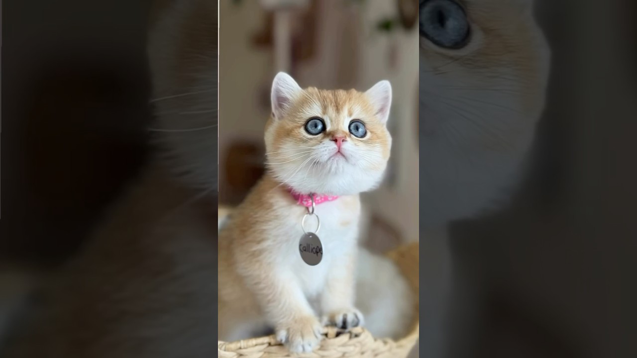 Come visit my British short hair kittens 😍 #britishshorthaircat #britishshorthair