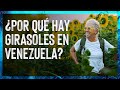 Por qu hay girasoles en venezuela  girasoles en turn portuguesa  valen de viaje 