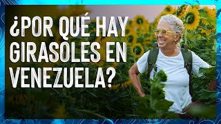 ¿Por qué Hay GIRASOLES EN VENEZUELA? 🌻 Girasoles en Turén, Portuguesa 🌻 Valen de Viaje 🧭