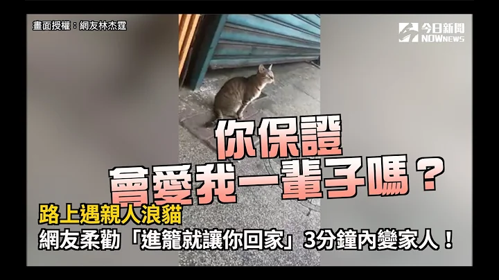 路上遇親人浪貓 網友柔勸「進籠就讓你回家」　3分鐘內變家人！ - 天天要聞