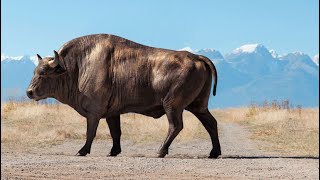 High-quality bison model creation from scratch using Zbrush and Maya