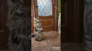 #Catsvideo #Коты #Смешныеживотные