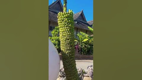 Cây chuối vỡ kế hoạch