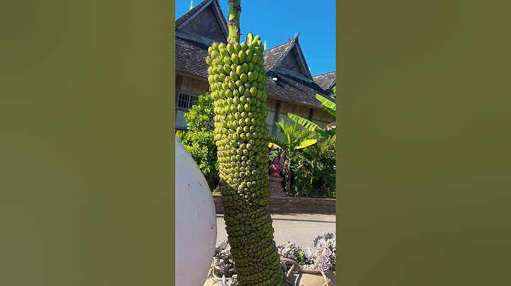 Cây chuối vỡ kế hoạch