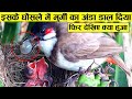 चिड़िया ने मुर्गी के अंडे को पाल पोसकर बड़ा किया, नतीजा ये निकला | Animals that Feed of Other's Babies