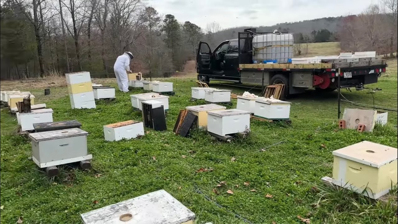 Больше пчёл — (Видеоблог о создании пчелиного бизнеса №36)