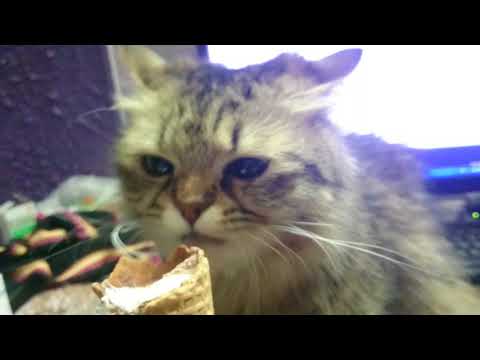 سفاحة الايس كريم