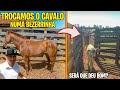 TROCAMOS O CAVALO EM UMA BEZERRA NELORE