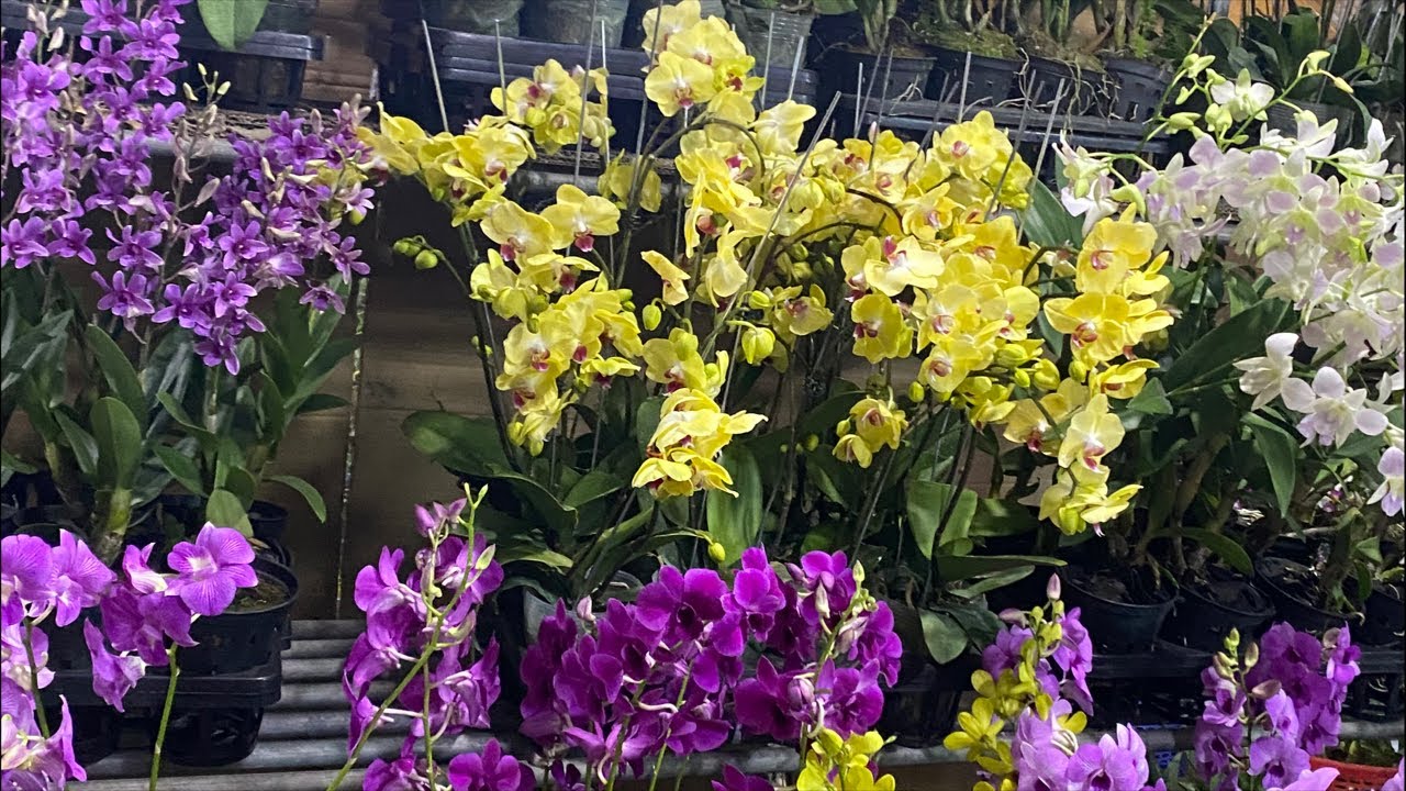 HỒ ĐIỆP HOA, HỒ ĐIỆP GỐC GIÁ RẺ CÁC LOẠI ❤️ ☎️0903177978