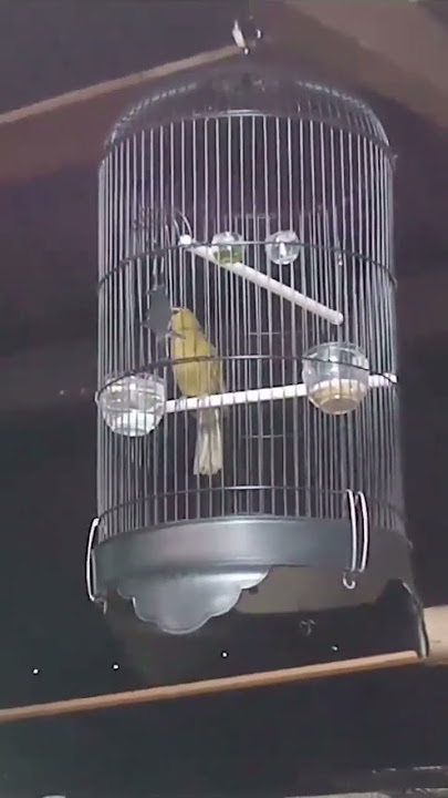 suara brinji emas endemik Maluku #brinji #burungkicau