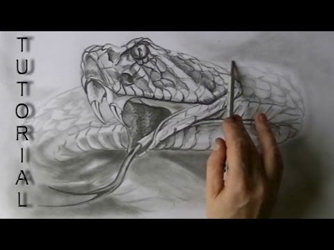 coiled rattlesnake drawing realism