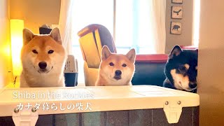 Shiba Inus spending their last day together in a house full of memories [4K] by Shiba in the Rockies / カナダ暮らしの柴犬 50,968 views 4 months ago 7 minutes, 52 seconds