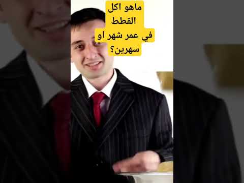 اكل القطط الصغيرة في عمر شهر او شهرين