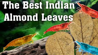 Super Charging Indian Almond Leaves For Shrimp