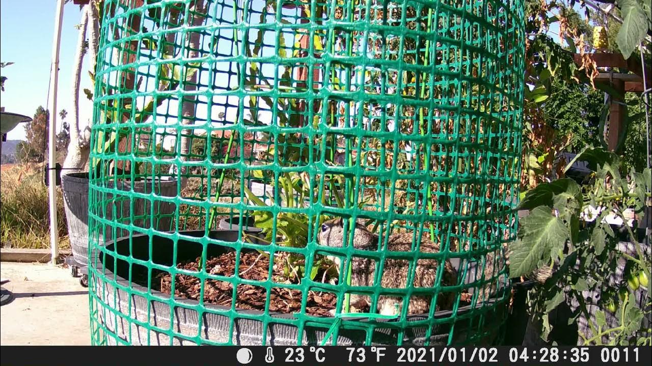 Squirrel eating the zucchini YouTube