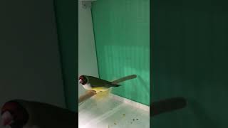 Gökkuşağı İspinozu Gouldian Finch Bird Resimi