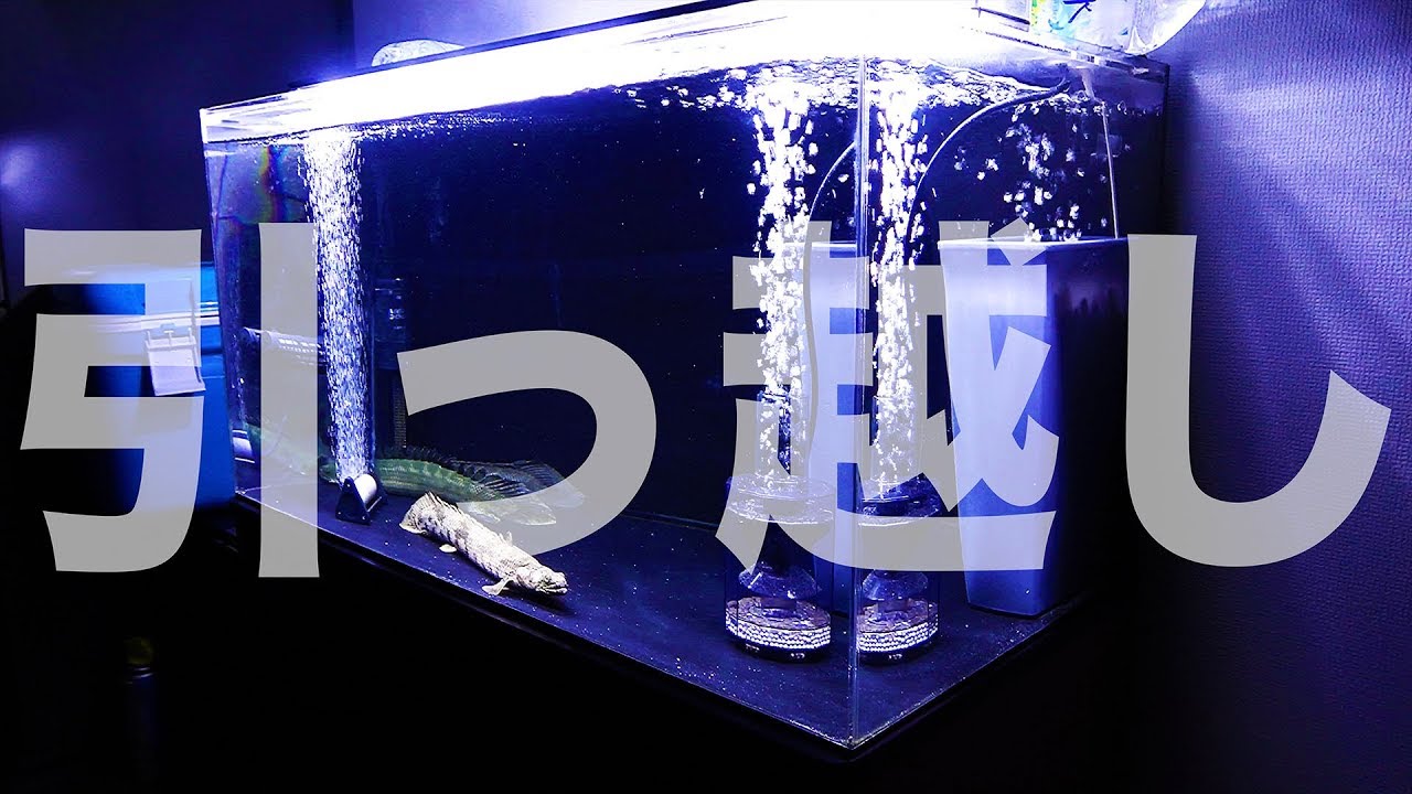 ついに古代魚水槽を「意外な場所」に引越しさせました - YouTube