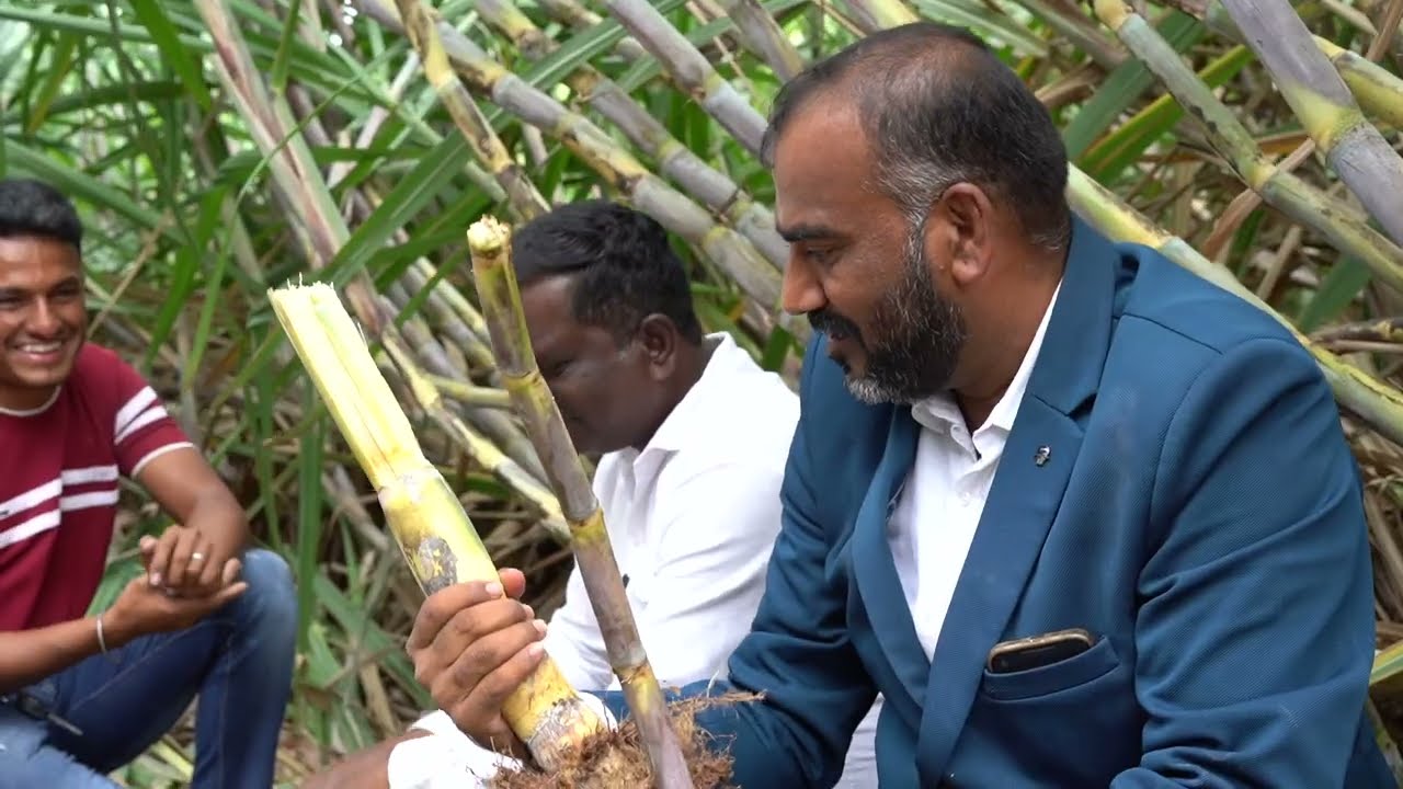 SCTवैदीक- वैदीक ऊस 3500 प्रती टन बुकींग , शेतकरी ऊसात लखपती💰265 व 86032 चे गुणधर्म एकाच ऊसात कसे ⁉️