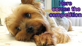 Here comes the competition.  Cute Yorkshire Terrier Finik