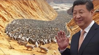 Here's Why China Relocated 1 Million Rabbits to the Desert , 1 Year Later the World Was Shocked
